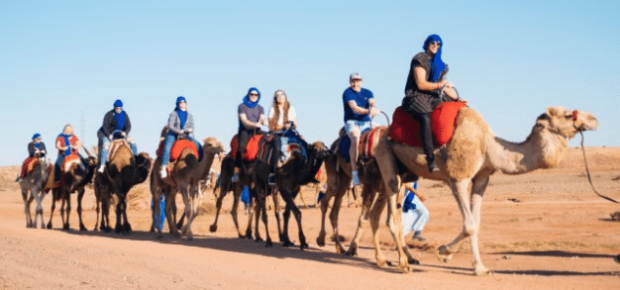 exclusive team on camels